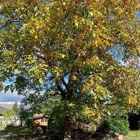 Altes Zehnthaus Geierlay *