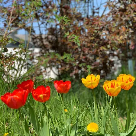 Altes Zehnthaus Geierlay Mittelstrimmig