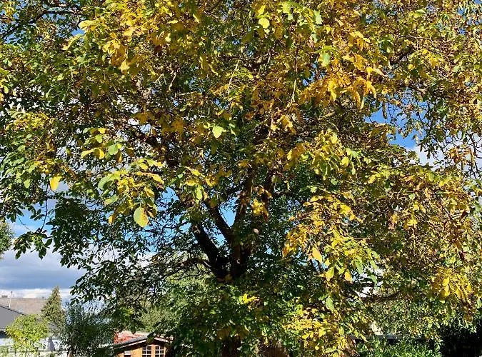 Altes Zehnthaus Geierlay *