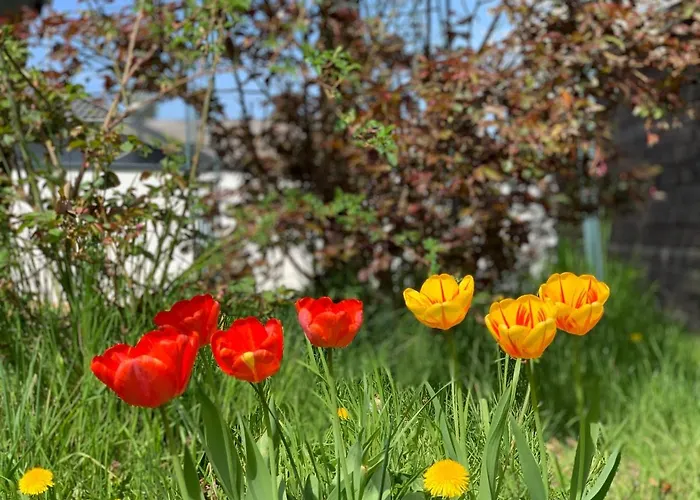Altes Zehnthaus Geierlay Mittelstrimmig